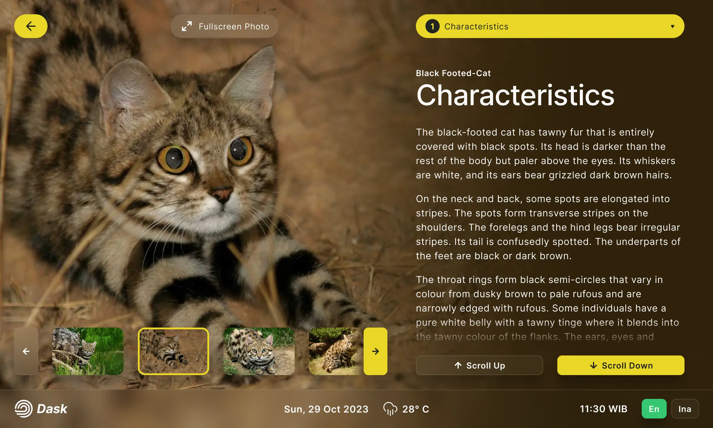 Dask Kiosk Displaying African Wild Cat Information