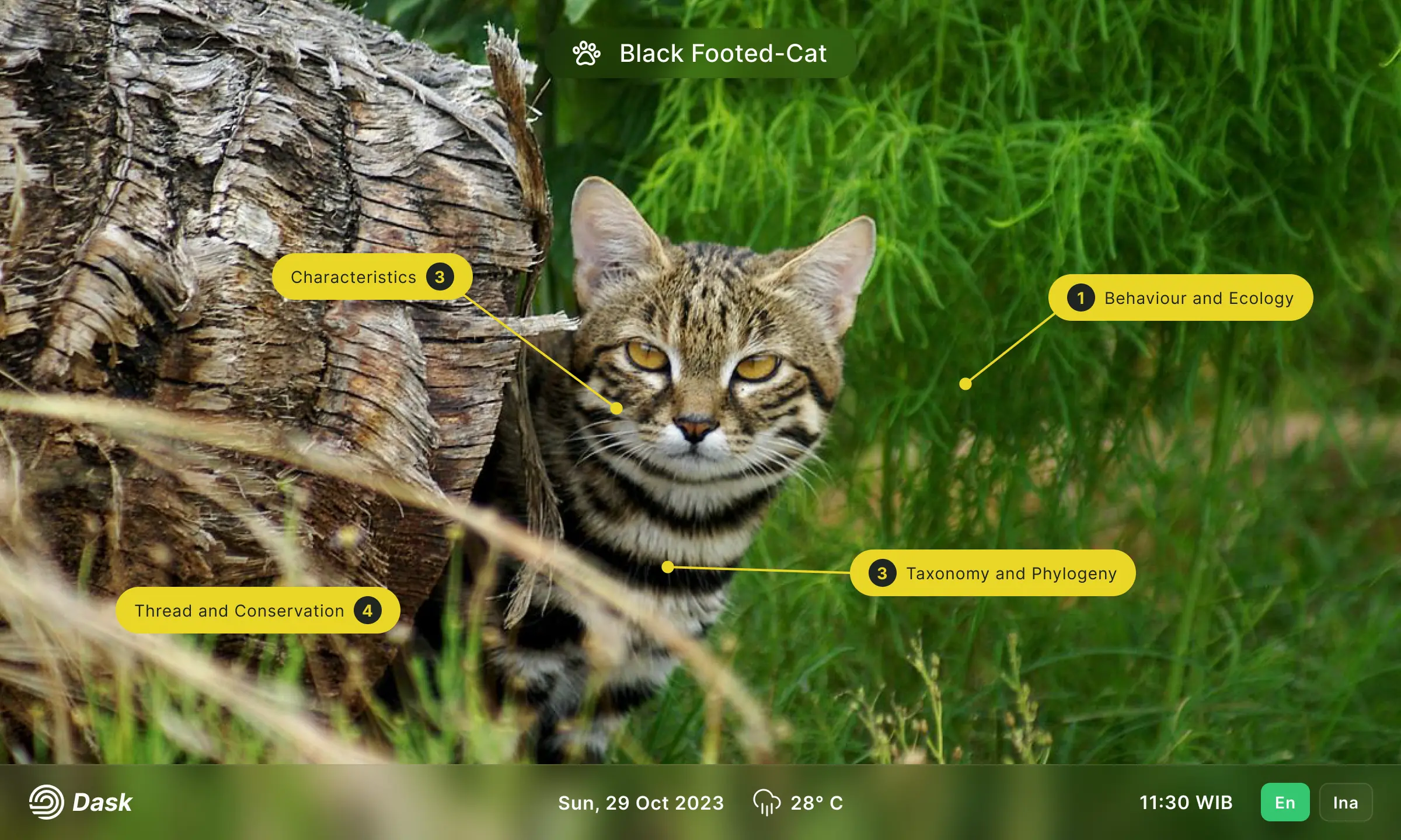 Dask Kiosk Displaying African Wild Cat Information Menu